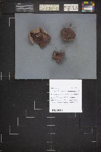 Calvatia cyathiformis image