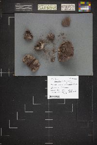 Calvatia cyathiformis f. fragilis image