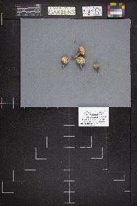 Tulostoma fibrillosum image
