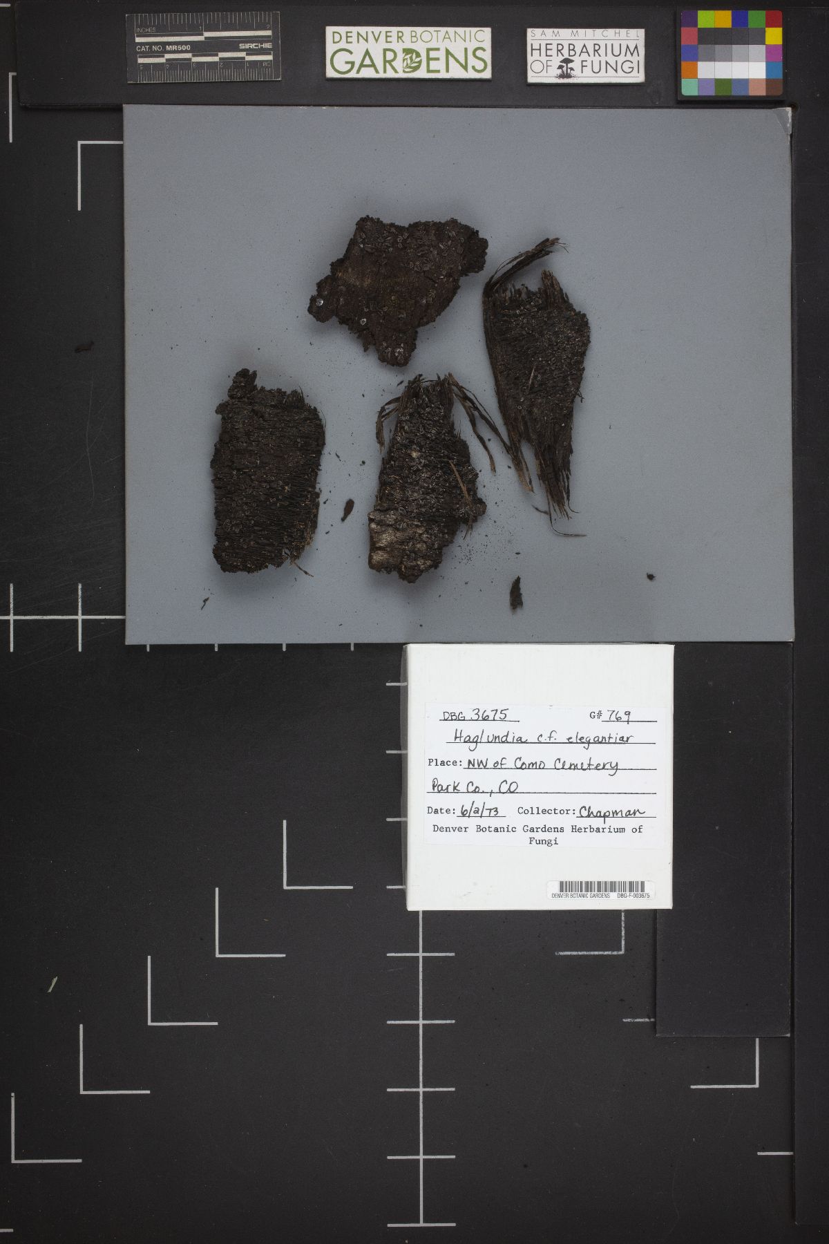 Mollisia elegantior image