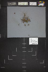 Otidea onotica image