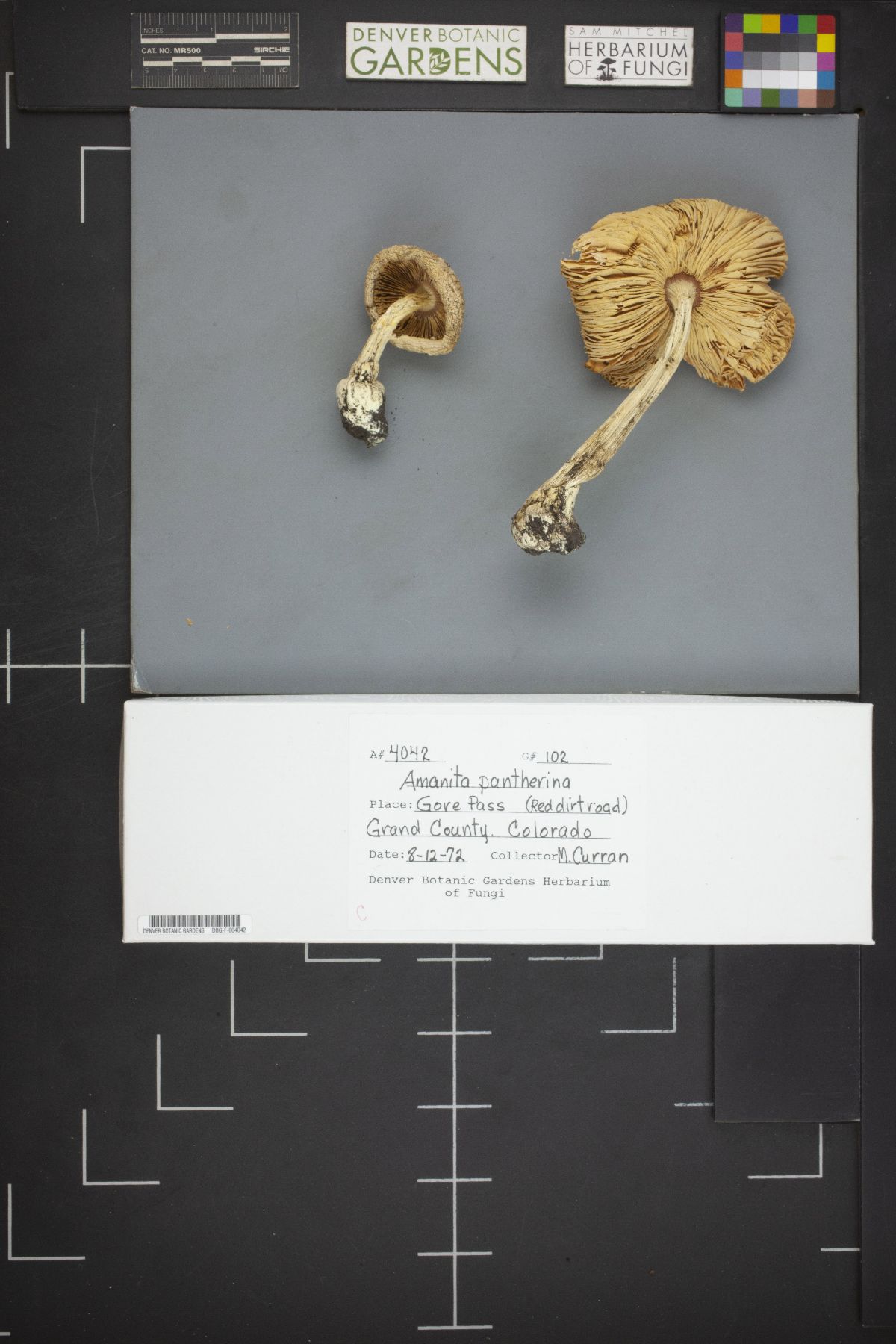 Amanita pantherina var. pantherina image