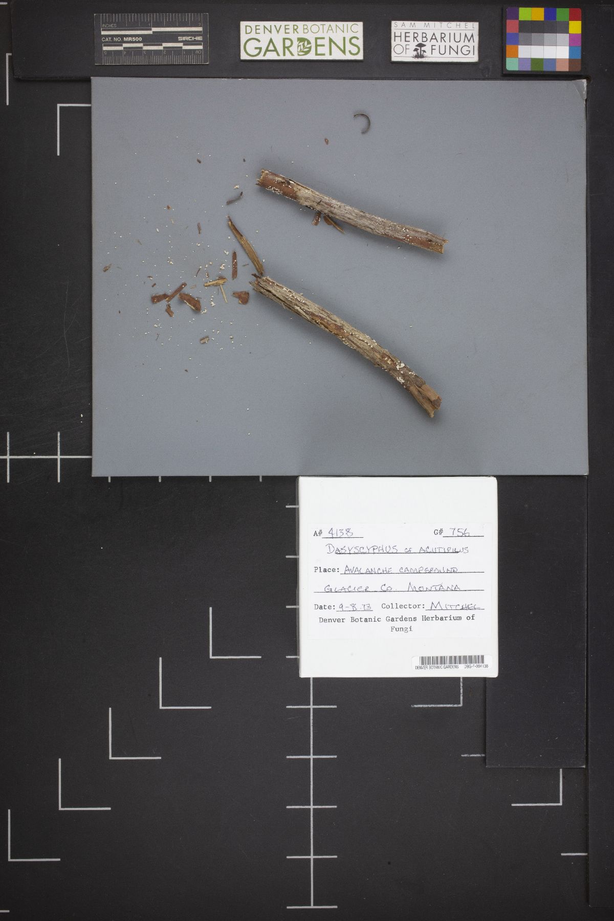 Albotricha acutipila image