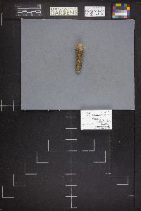 Calostoma lutescens image