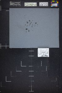 Image of Sclerotinia aconitincola