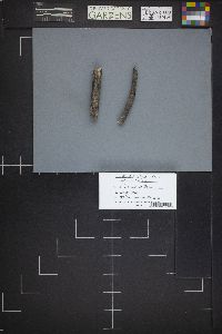 Glyphium elatum image