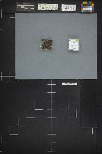 Trichia varia image