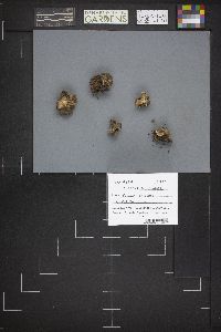 Caloscypha fulgens image