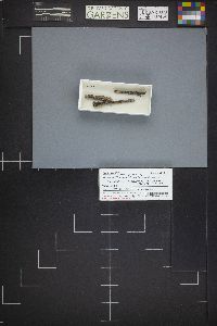 Gliomastix murorum var. murorum image