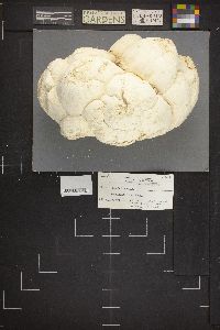 Calvatia booniana image