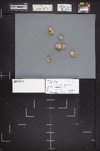 Rhizopogon albidus image