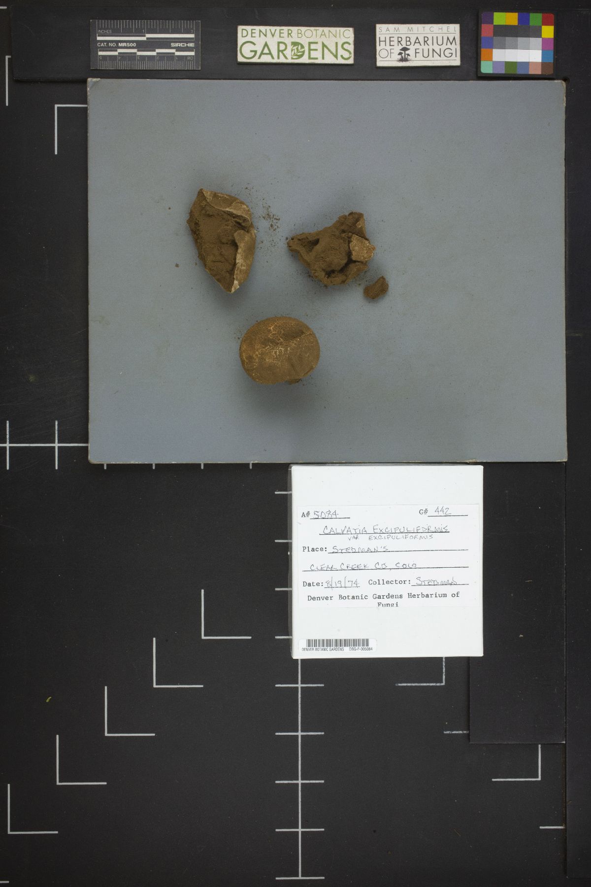 Calvatia excipuliformis var. excipuliformis image
