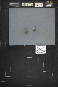 Bovista plumbea image