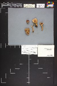 Lactarius hepaticus image