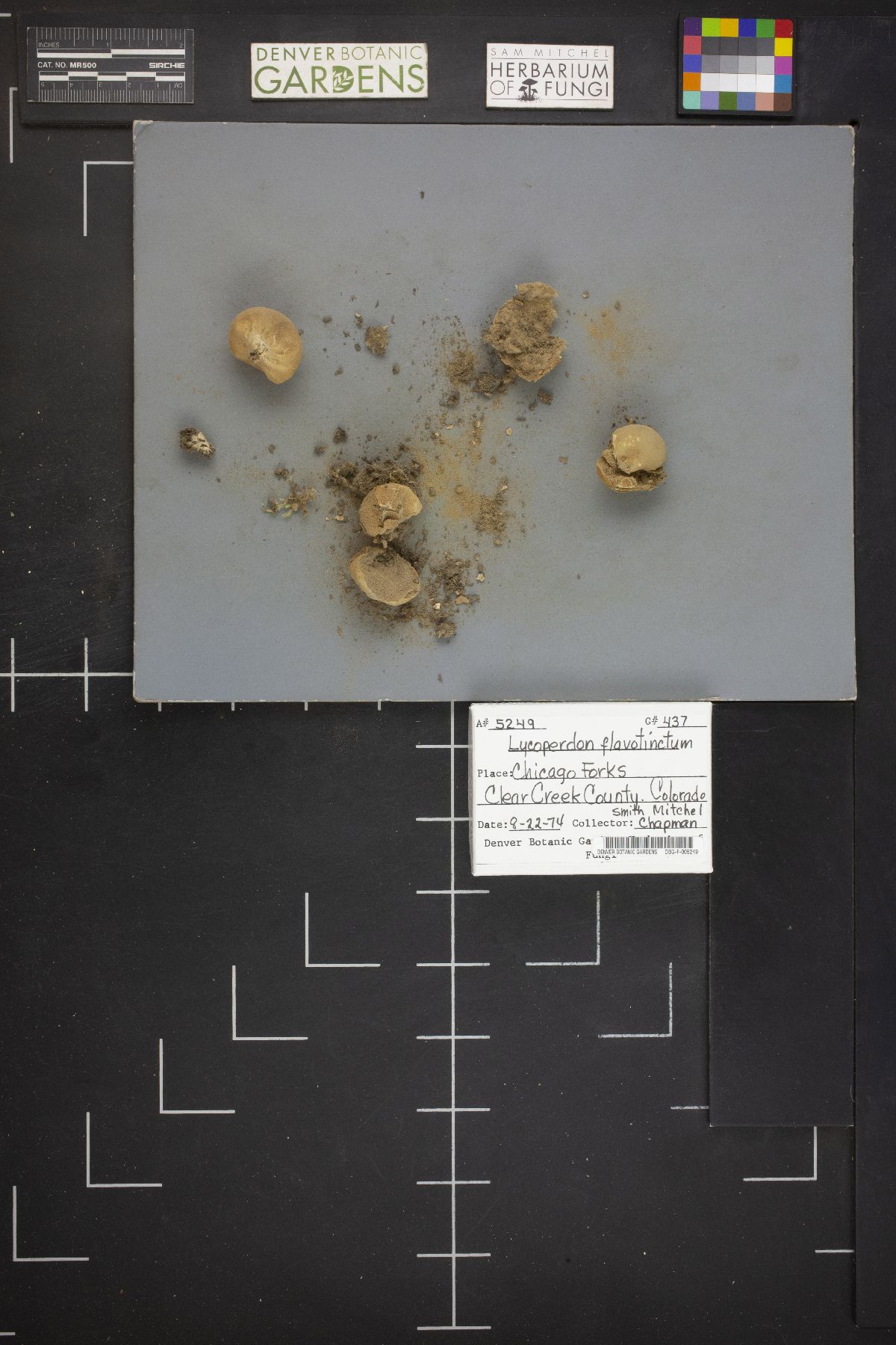 Lycoperdon flavotinctum image