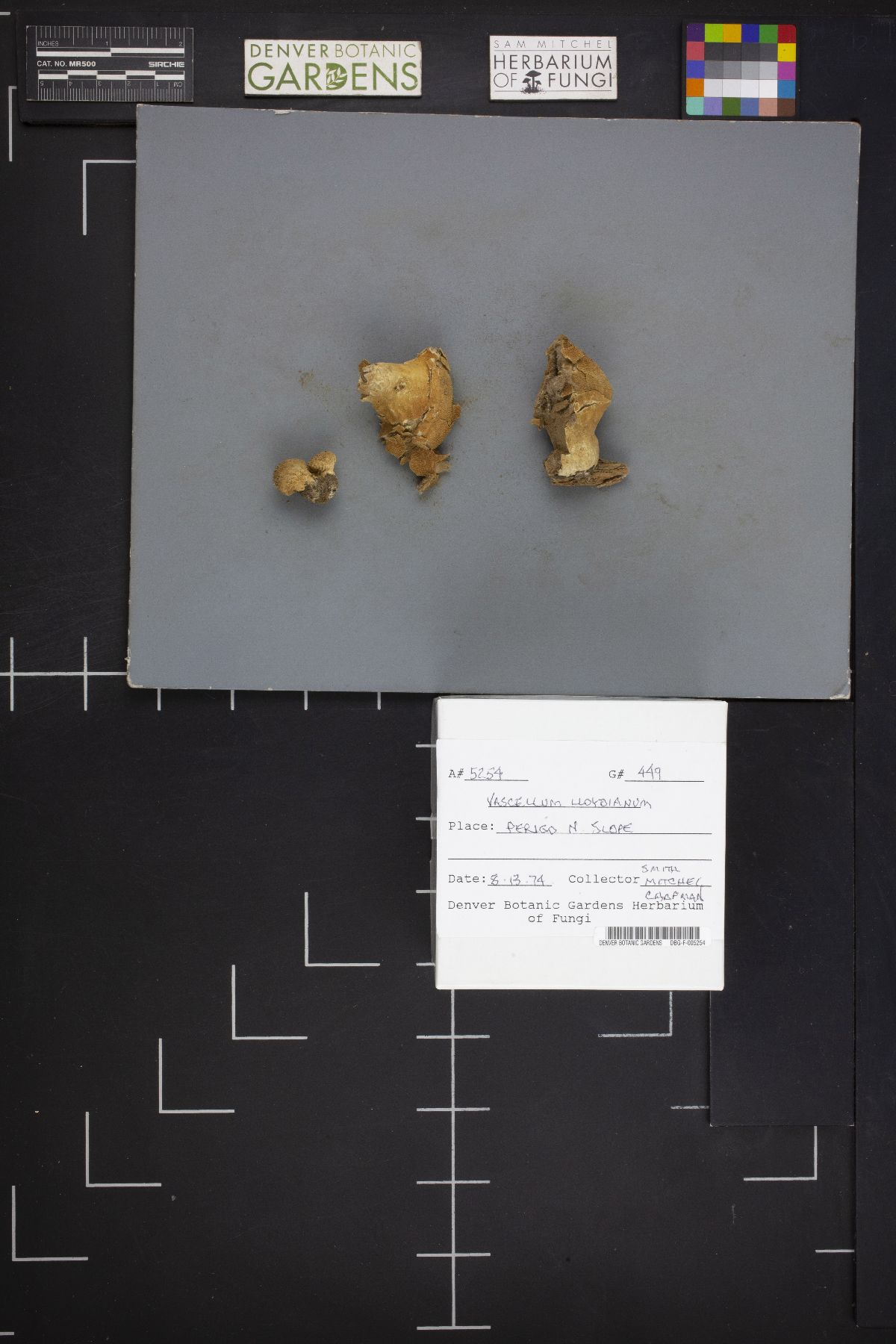 Vascellum lloydianum image