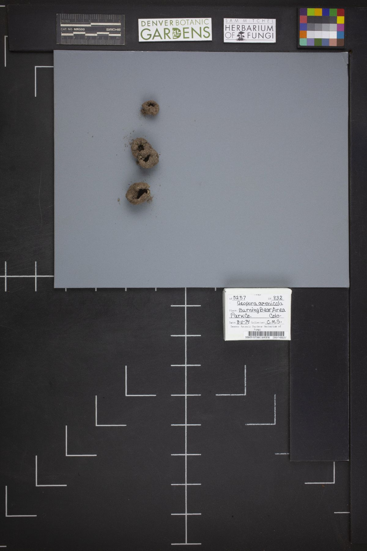 Geopora arenicola image