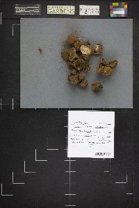 Lycoperdon umbrinum image