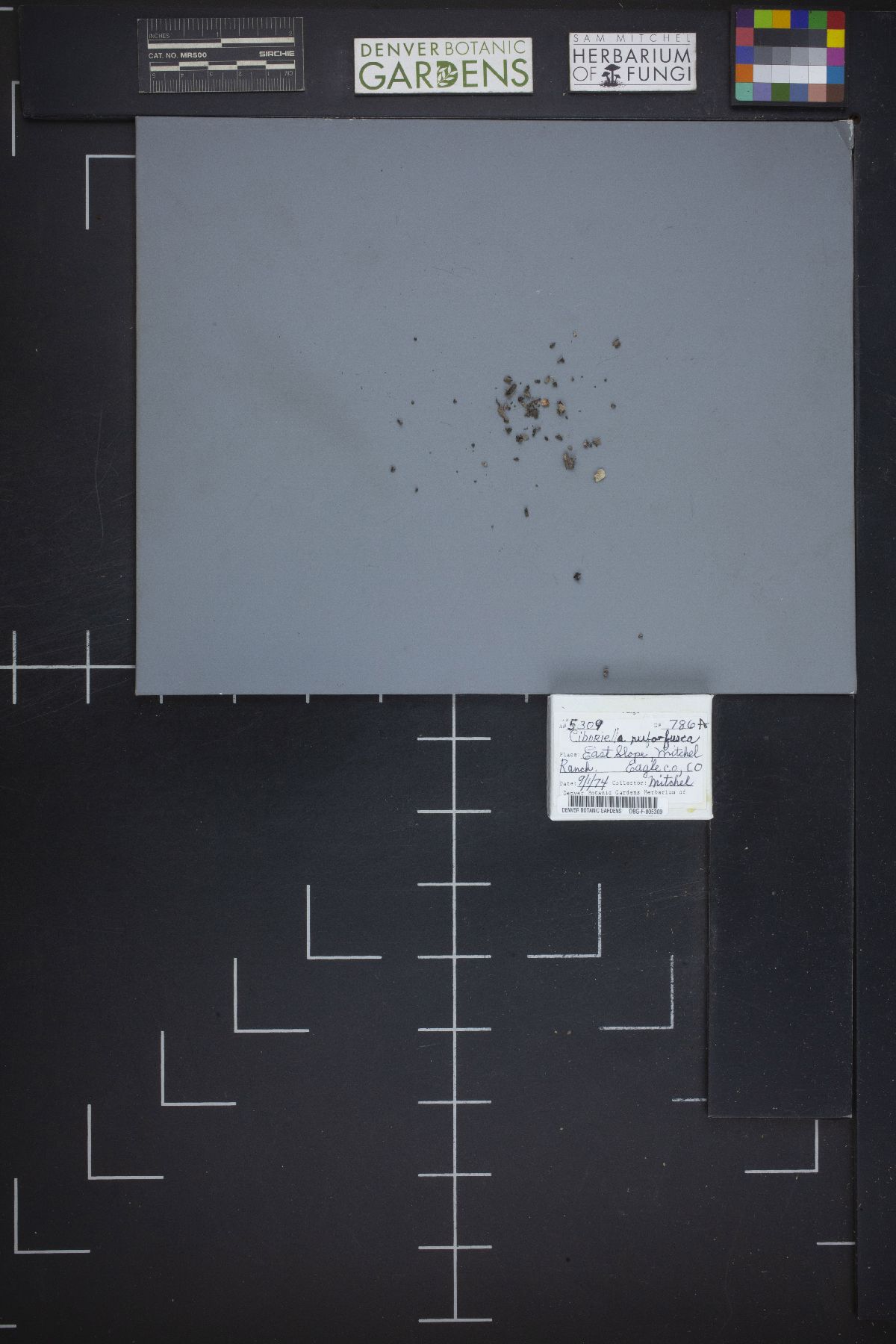 Hymenoscyphus rufescens image