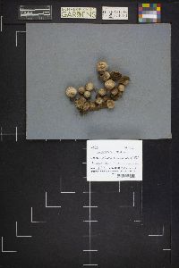 Lycoperdon pusillum image