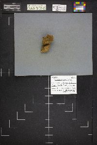 Lycoperdon flavotinctum image