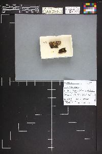 Trichia varia image