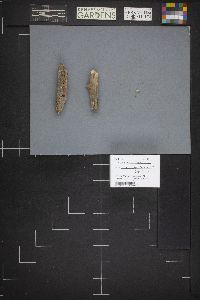 Guepiniopsis alpina image