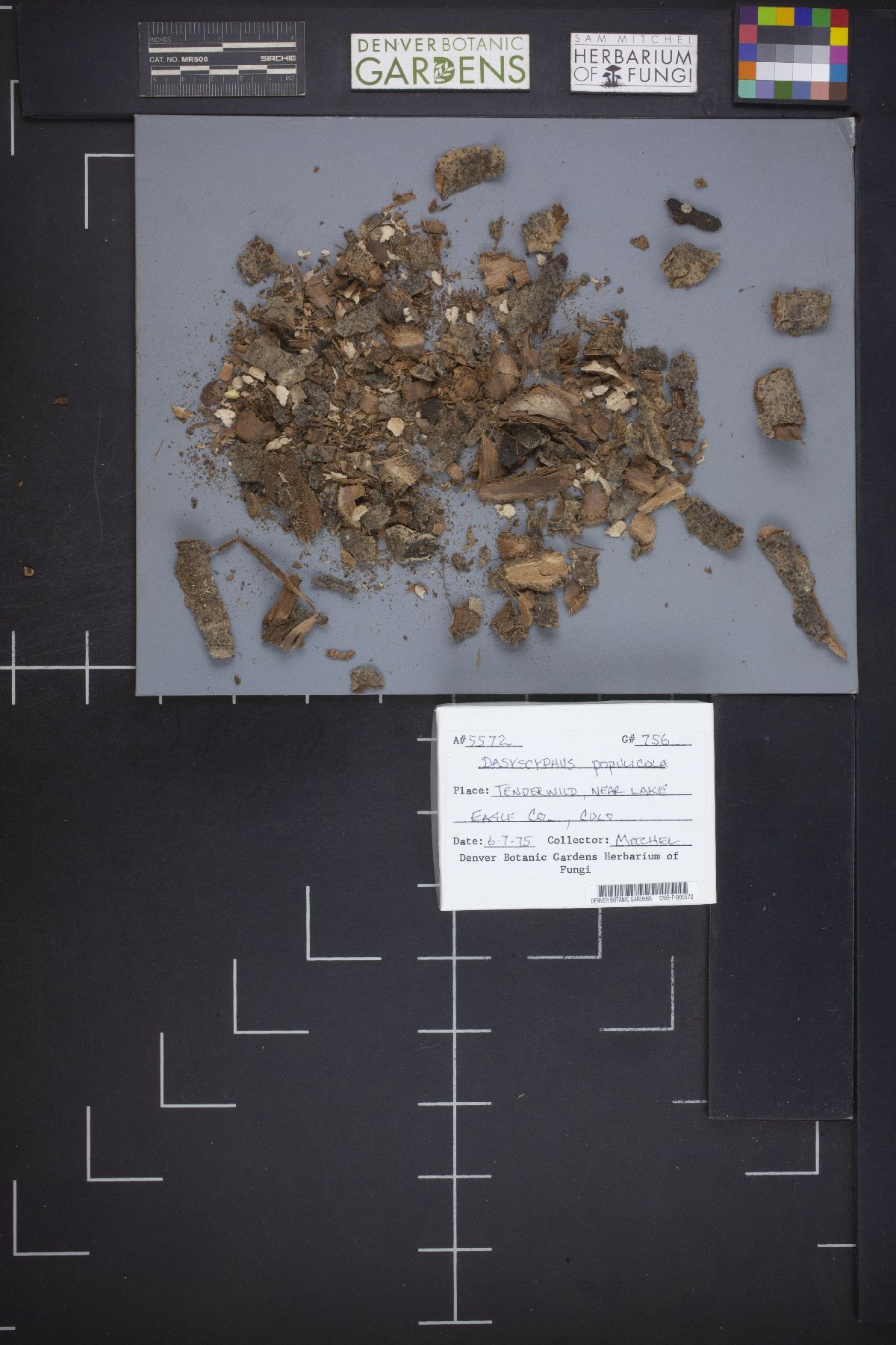 Dasyscyphus populicola image