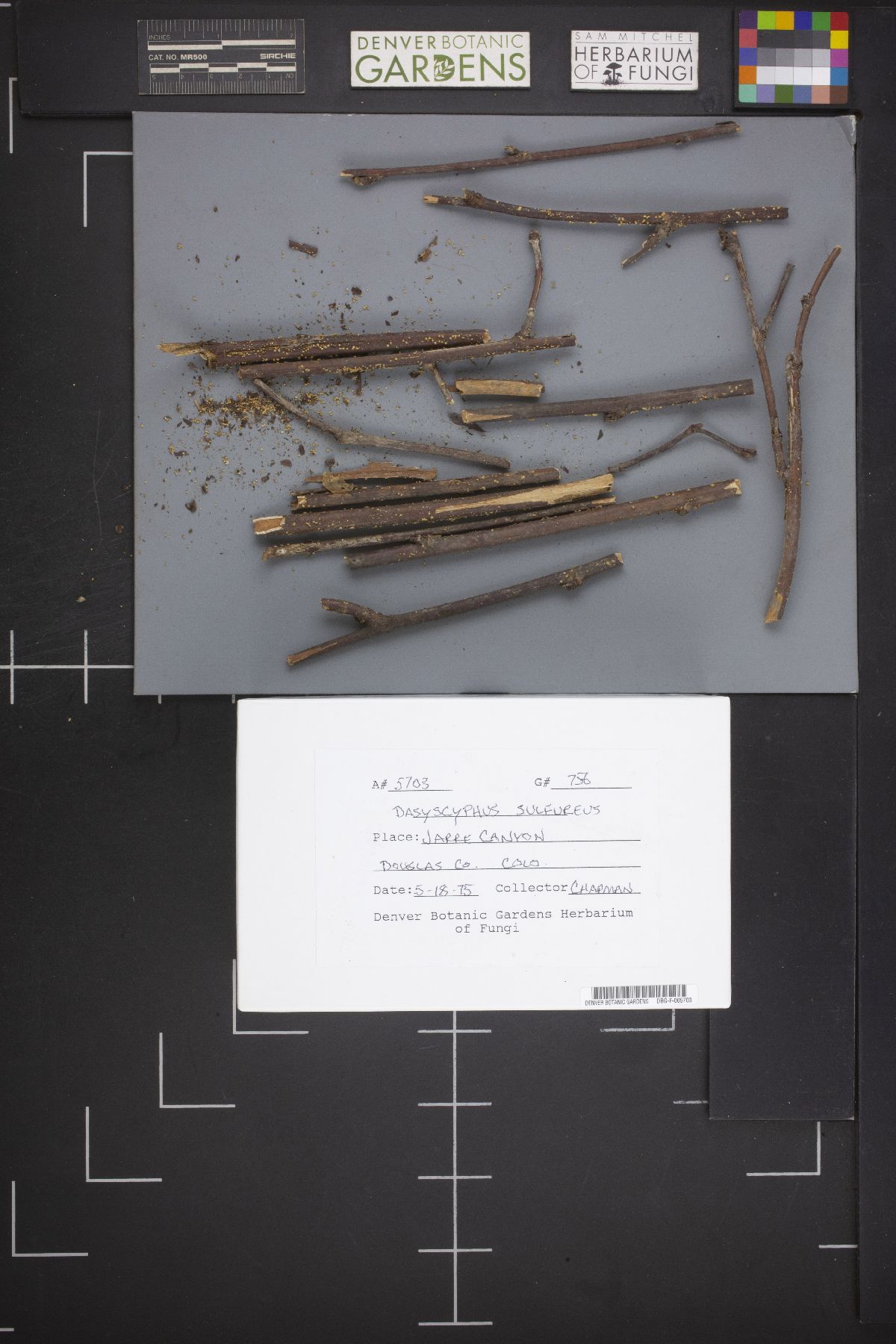 Lachnum sulphureum image