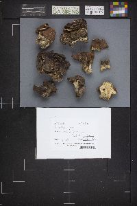 Gyromitra gigas image