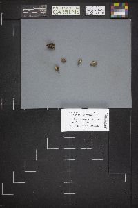 Caloscypha fulgens image