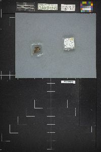 Trichia contorta image