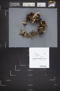 Peziza repanda image