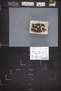 Trichia decipiens image