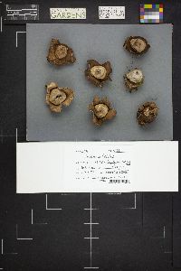 Geastrum triplex image