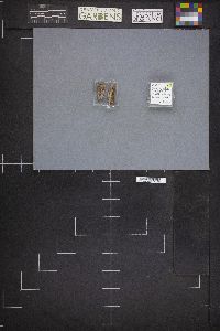 Trichia varia image