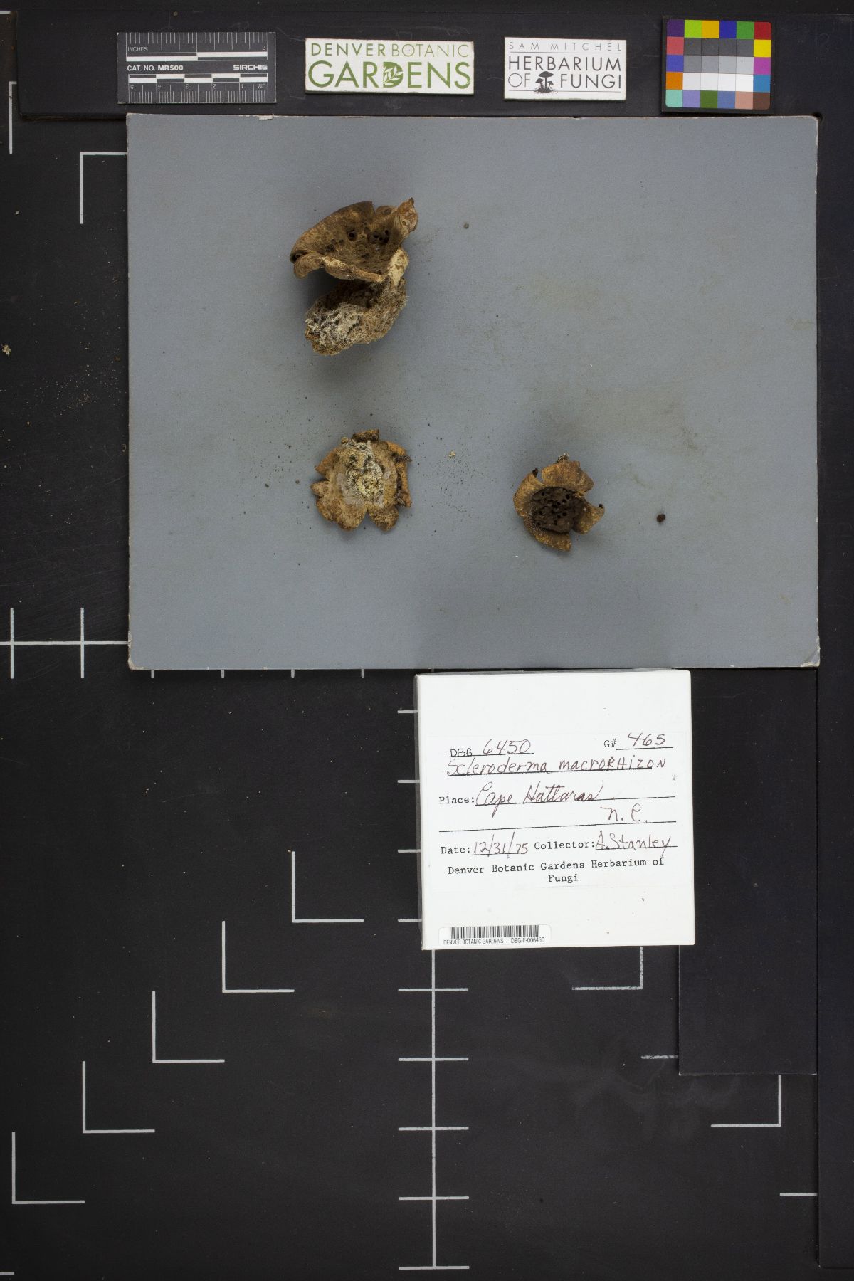 Scleroderma macrorhizon image