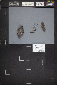 Chlorociboria aeruginosa image