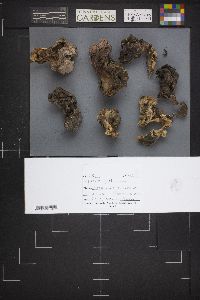 Gyromitra gigas image