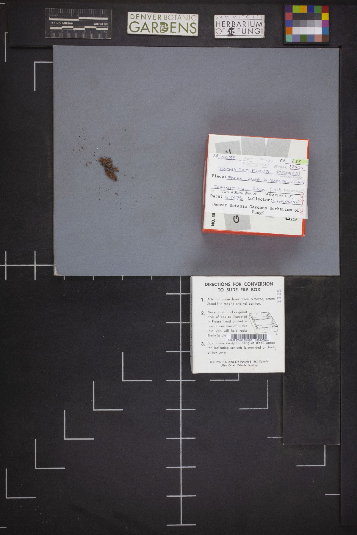 Trichiaceae image