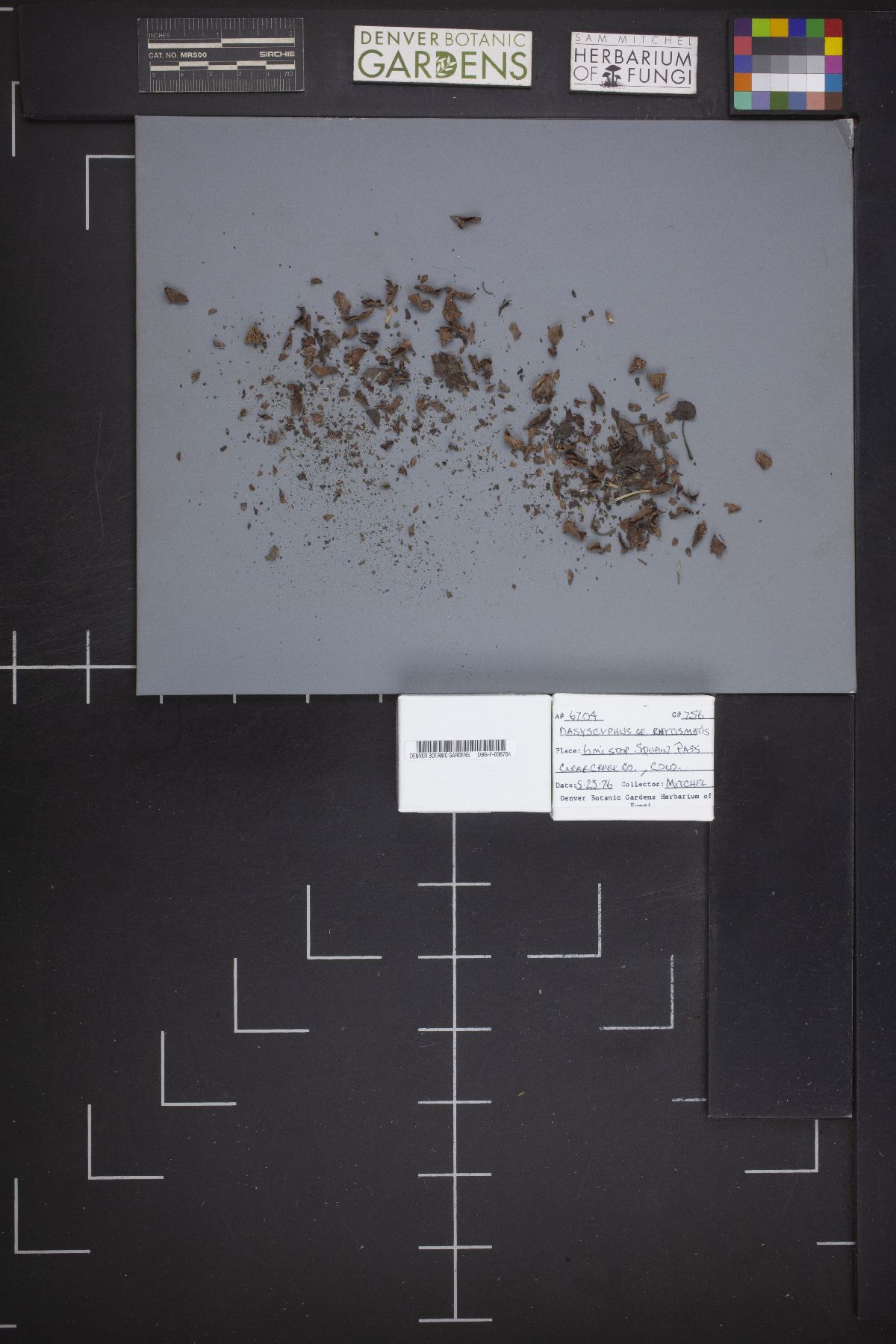 Peziza echinulata image