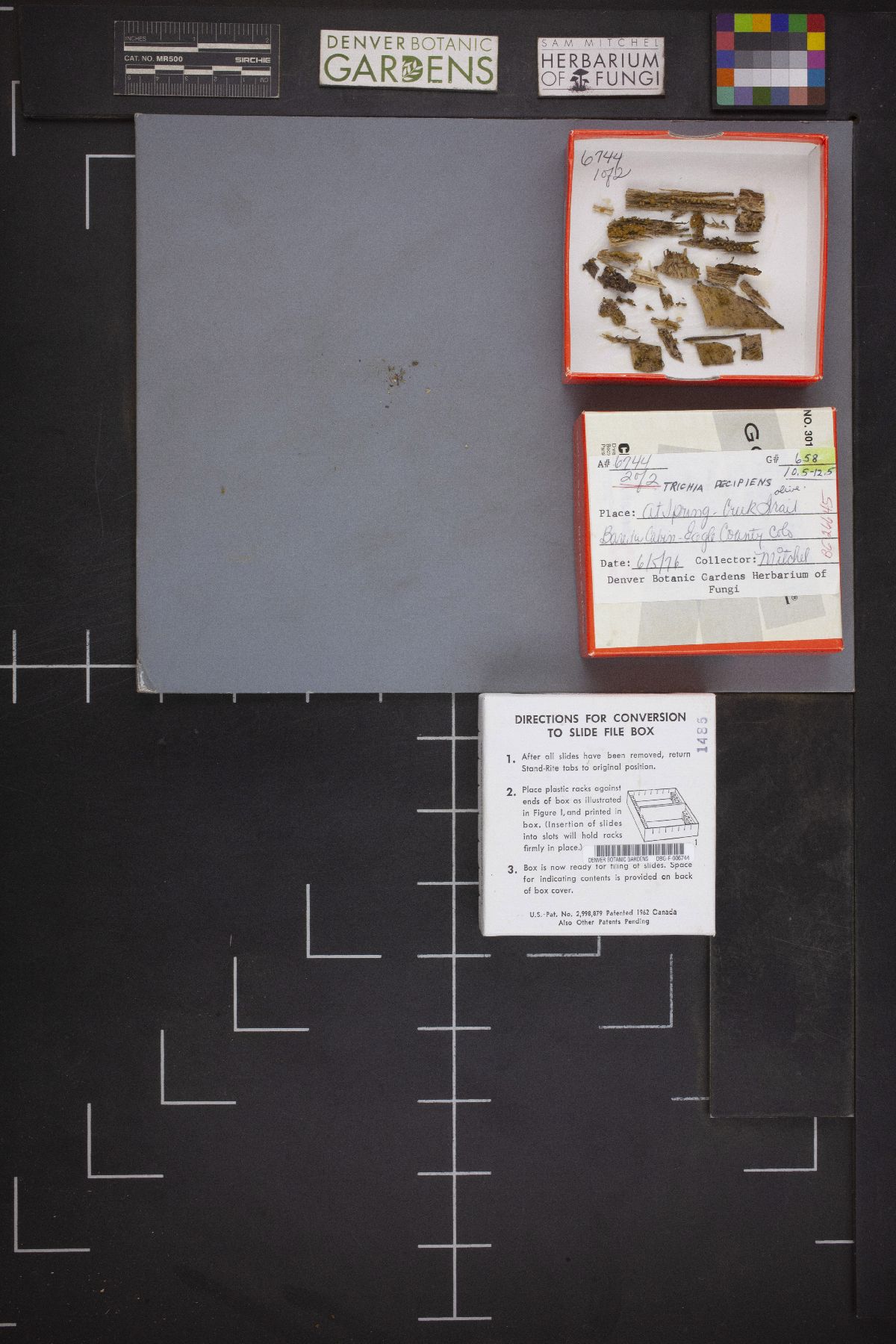 Trichia decipiens image
