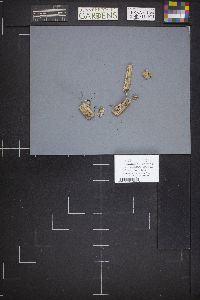 Proliferodiscus pulveraceus image