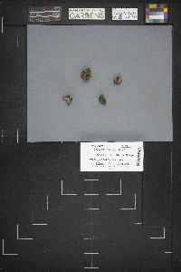 Caloscypha fulgens image