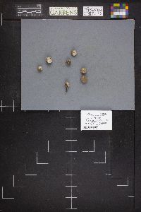 Tulostoma fimbriatum image