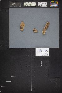 Calocera cornea image