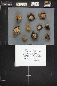 Geastrum triplex image