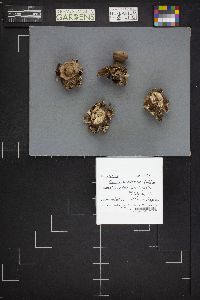 Geastrum rufescens image