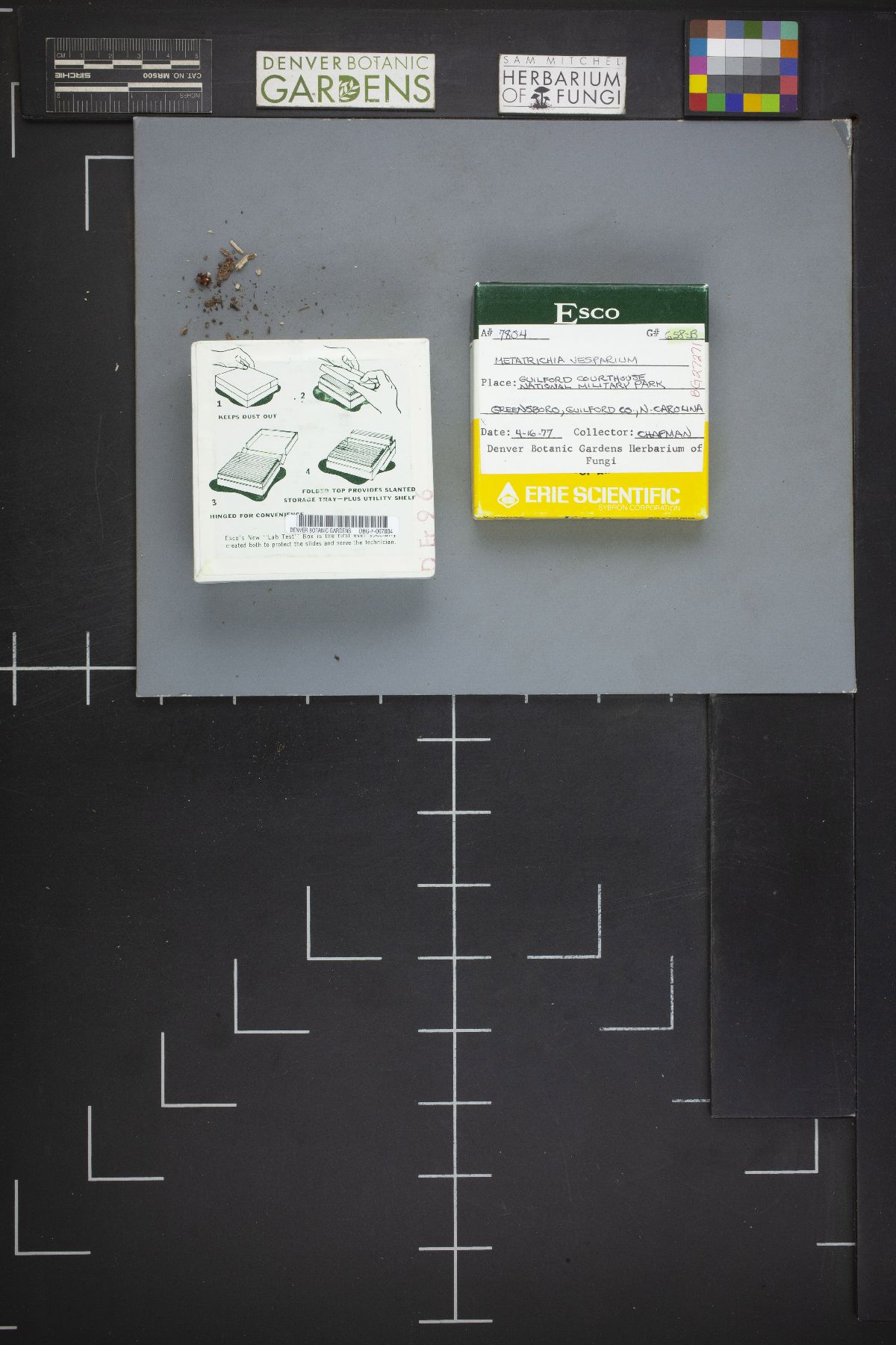 Metatrichia vesparium image