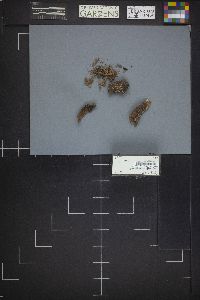 Glyphium elatum image